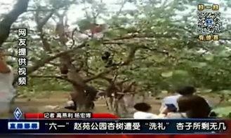 邯郸大树爆料事件视频,揭秘背后真相 第2张 邯郸大树爆料事件视频,揭秘背后真相 第2张